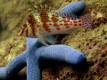   back me hawkfish starfish buddies  